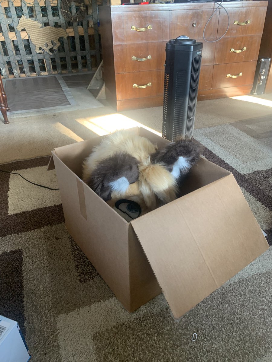 Acefoxmantrum's tweet photo. Fox in a box #furry #fursuit https://t.co/8TbuWSqxGv