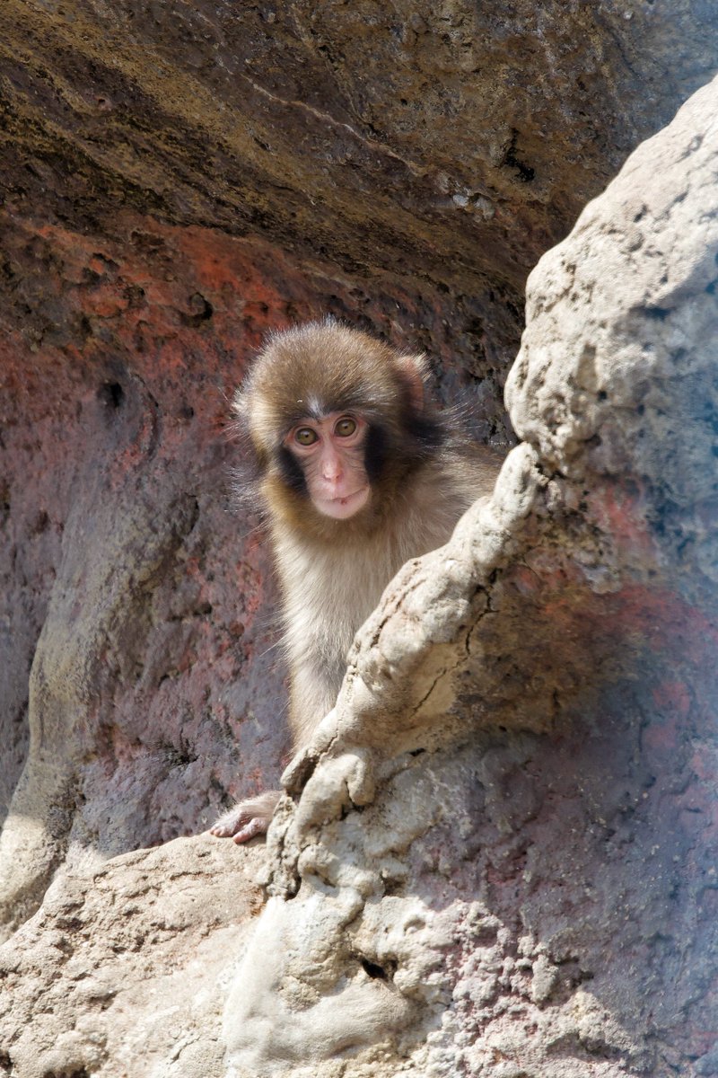 Tweety_R_25's tweet photo. 202605

5月🎏
岩かげから突然現れたかわいい子🐒🪽

#市川市動植物園
#がんばれパンチ https://t.co/7hJdGMu6vc