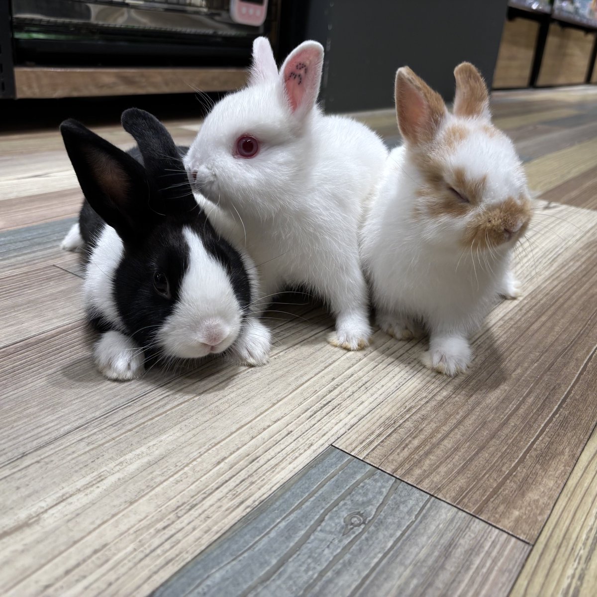 甘辛うさぎ 新入りちゃん来ています🙋‍♀️ みんな男の子です👦 ブロークン