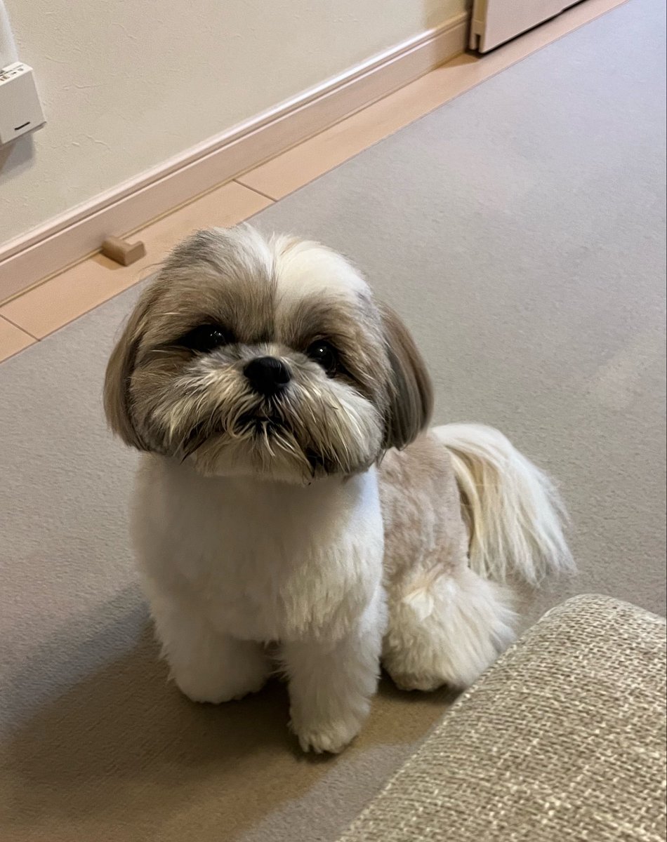 mgtfq9UEzbTAsQd's tweet photo. #犬のいる暮らし
#猫のいる暮らし
いつものポジション https://t.co/08JF0FqRDO