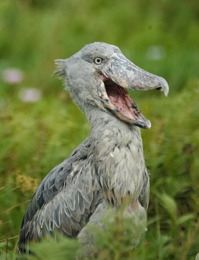 DerrickKoojo's tweet photo. The legendary shoe bill. A true symbol of uganda's incredible wildlife. https://t.co/zrtzFFgRI2