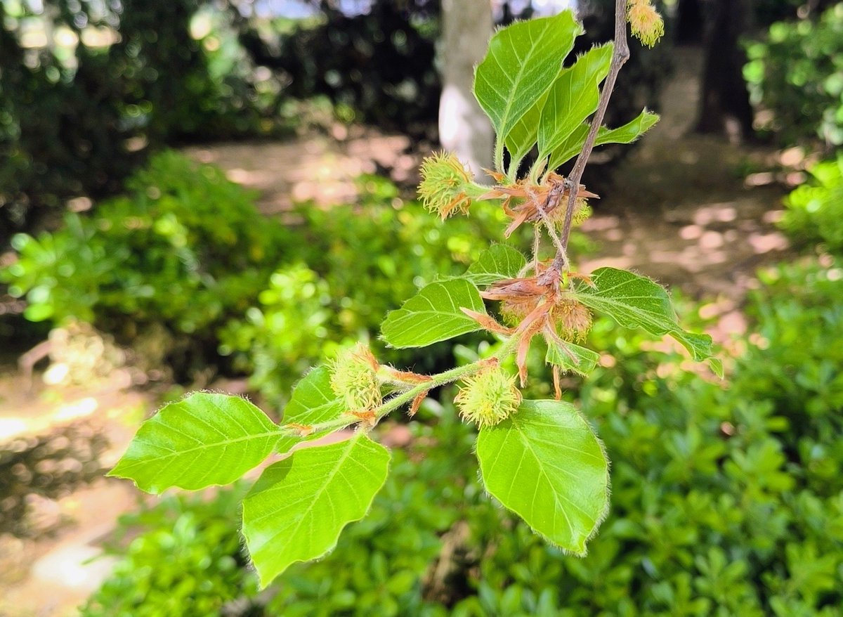 asocvec4Ctetuan's tweet photo. Cuando no se informa es que algo se esconde.
Bastaba con una declaración de que se iban a preservar el jardín con 367 árboles maduros de 42 especies, en el proyecto de ejecución...pero no.
Que sepan que vamos a pelear para evitar su tala o trasplante. https://t.co/Mztp6KKgyj