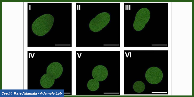 MM_Yearbook's tweet photo. Scientists at the University of Minnesota have made the first synthetic cell that can complete a life cycle called ‘SpudCell’. It is able to grow, replicate its genome, divide, and undergo selection and competition across multiple generations.
https://t.co/DxSaE8WO8G #SpudCell https://t.co/41i0goO6hc