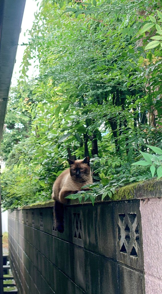 fa_fa_fire's tweet photo. 路地裏猫のボス https://t.co/yd0hFzICny