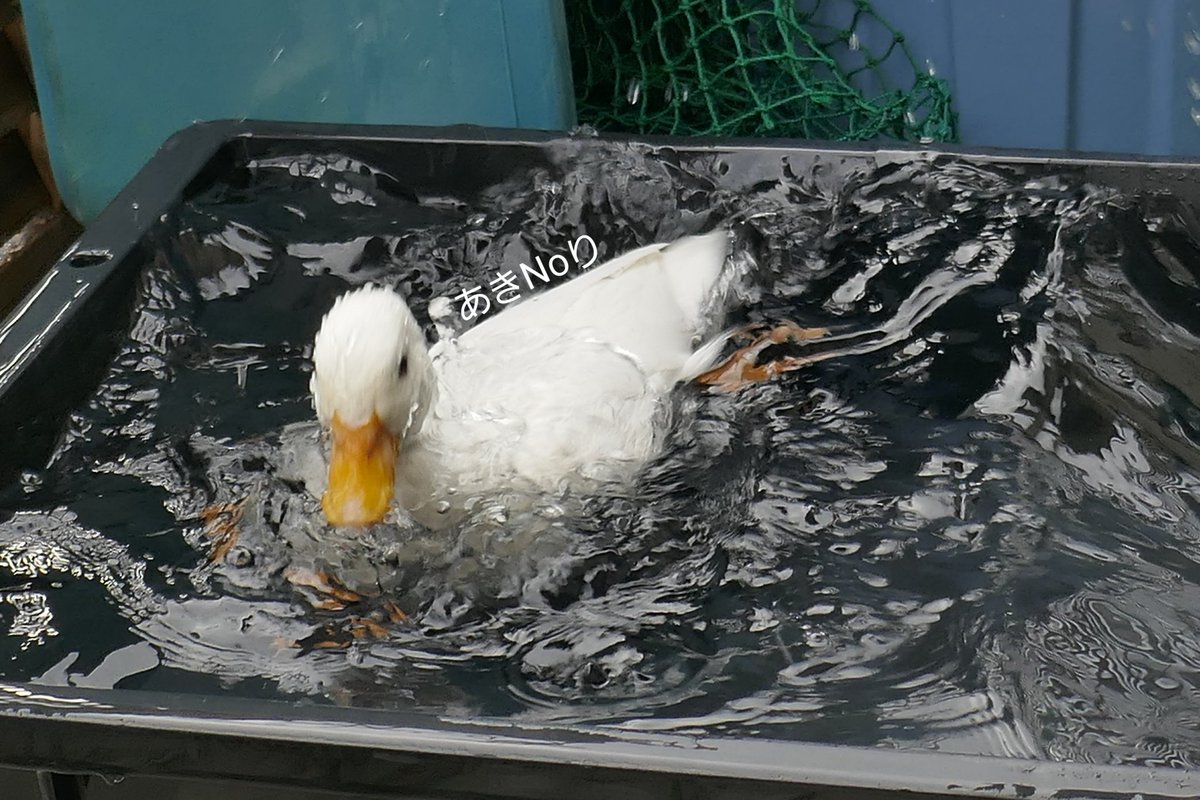 MandarinDuck_C's tweet photo. 🦆てまり 水浴び💦

#コールダック #アヒル #カモ #鴨 https://t.co/S5qlHo4DRd