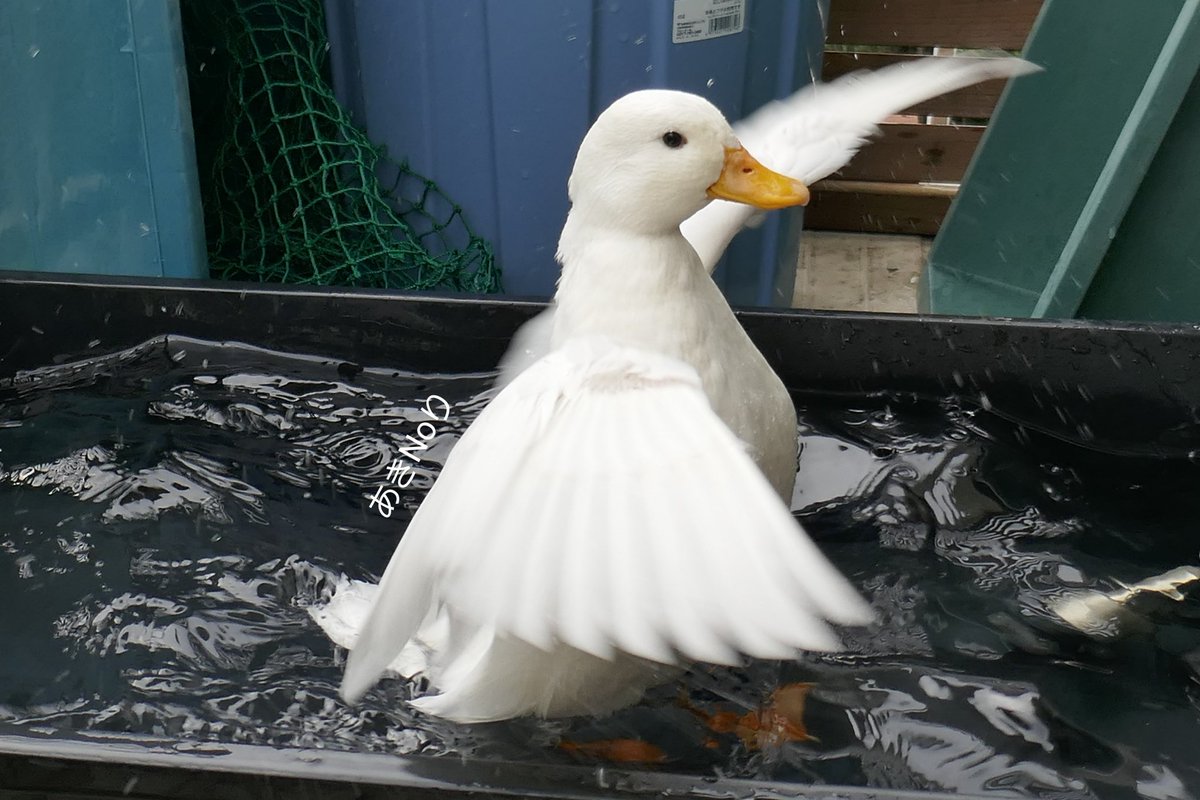 MandarinDuck_C's tweet photo. 🦆てまり 水浴び💦

#コールダック #アヒル #カモ #鴨 https://t.co/S5qlHo4DRd