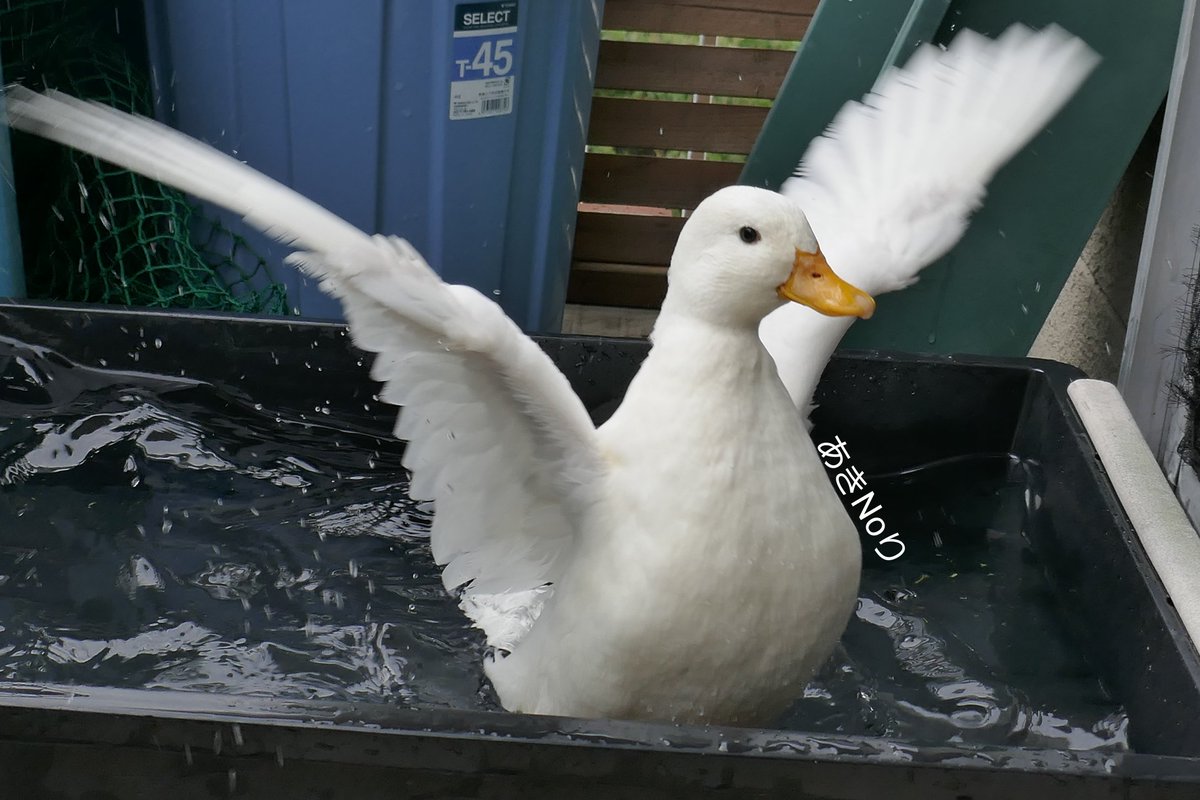 MandarinDuck_C's tweet photo. 🦆てまり 水浴び💦

#コールダック #アヒル #カモ #鴨 https://t.co/S5qlHo4DRd