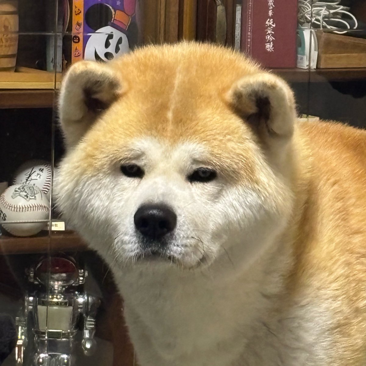 muuuu0531's tweet photo. まゆげさん https://t.co/92K7IwHoIB