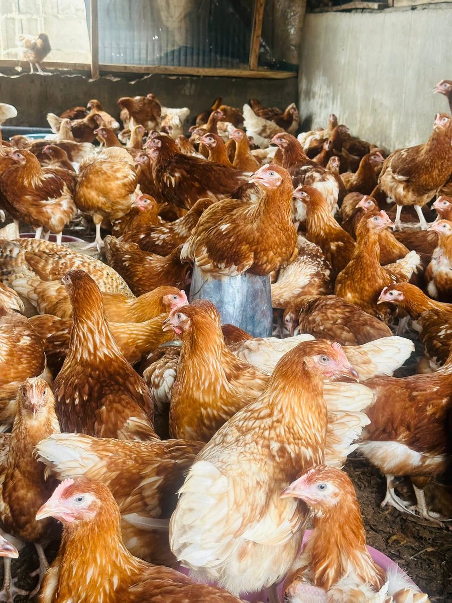 Tope_Orus's tweet photo. IF YOUR POULTRY FARM IS IN A RESIDENTIAL AREA, READ THIS BEFORE YOUR NEIGHBOURS REPORT YOU!

One of the biggest challenges many poultry farmers face is not disease.

It is not feed.

It is not even the cost of production.

It is living peacefully with neighbours.

Many poultry farms have been forced to shut down, not because the birds were not profitable, but because of repeated complaints from people living around them.

The painful part is that many of those neighbours moved into the area years after the farm was established.

Unfortunately, once an area begins to develop, you have to adapt.

You cannot keep farming the same way you did when the environment was still a bush.

If you refuse to adjust, you may eventually lose the farm you spent years building.

I also operate in a residential area, so I understand these challenges very well.

No matter how careful you are, there will always be someone who is not comfortable with your farm.

That is why you must not only raise healthy birds.

You must also become a good neighbour.

Here are some practical ways to reduce complaints and protect your poultry business.

1. CONTROL ODOUR BEFORE PEOPLE COMPLAIN

Smell is the number one reason many people report poultry farms.

If your farm smells every day, don't expect your neighbours to remain happy.

Preventing odour is far easier than defending yourself after complaints begin.

2. REMOVE MANURE QUICKLY

One of the biggest mistakes farmers make is allowing droppings to accumulate for days.

The longer manure stays, especially when it becomes wet, the stronger the ammonia smell.

If you use battery cages, make manure removal part of your routine.

Clean consistently instead of waiting until it becomes unbearable.

3. NEVER STORE FRESH MANURE INSIDE THE FARM COMPOUND

This is one mistake many farmers overlook.

After packing manure, don't leave it beside the poultry house waiting for buyers.

That alone can create serious odour.

On my farm, once manure is packed, it is transported immediately to another location far away from the residential area.

We have even assigned someone whose responsibility is to handle manure evacuation.

That single decision has helped us reduce unnecessary complaints.

4. KEEP THE LITTER DRY

Whether you operate deep litter or battery cages, moisture is your enemy.

Wet litter produces more ammonia, attracts flies and creates offensive odour.

Repair leaking drinkers immediately.

Prevent water from spilling.

Good ventilation also helps the litter dry faster.

5. DEEP LITTER CAN WORK VERY WELL WHEN MANAGED PROPERLY

Many people believe deep litter automatically means bad smell.

That is not true.

A properly managed deep litter system can have very little odour.

Keep the litter dry.

Turn it regularly.

Avoid overcrowding.

Maintain good ventilation.

There are farms operating on deep litter in residential areas where many neighbours don't even realize birds are being raised there.

The difference is management.

6. IF YOU USE BATTERY CAGES, DON'T NEGLECT THEM

Battery cages are not magic.

They only work well when manure is removed regularly.

Leaving droppings underneath cages for several days defeats the purpose.

Cleanliness determines whether your neighbours enjoy your presence or wish you would leave.

7. PAY ATTENTION TO YOUR BIRDS' FEED

Healthy digestion often means less offensive droppings.

Some farmers also use feed additives or manure treatment products that help reduce ammonia production and improve litter quality.

Always use products according to the manufacturer's instructions and seek professional advice where necessary.

8. CONTROL FLIES

Where there are flies, complaints usually follow.

Remove waste promptly.

Keep vegetation around the poultry house under control.

Avoid stagnant water.

Good sanitation remains the most effective fly control strategy.

9. BUILD A GOOD RELATIONSHIP WITH YOUR COMMUNITY

1/2