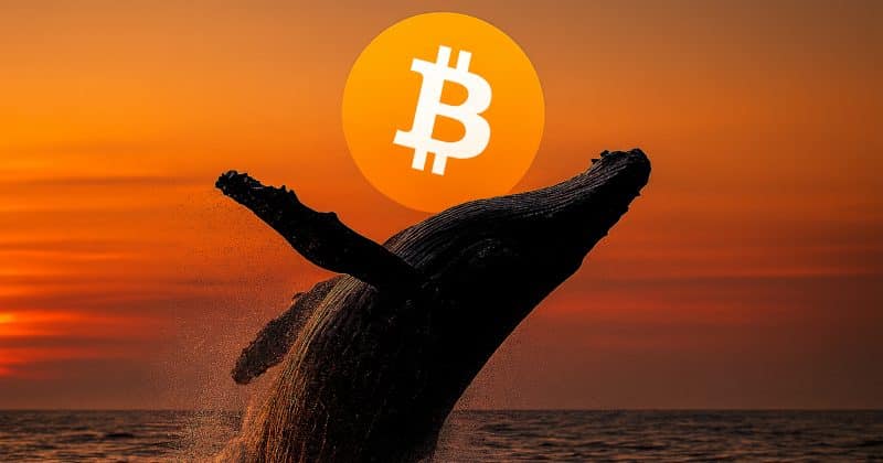 CryptooIndia's tweet photo. JUST IN: Bitcoin whales bought over 270,000 BTC worth $16.7 billion in the past two weeks, CoinDesk reports. https://t.co/f318UaQJeM