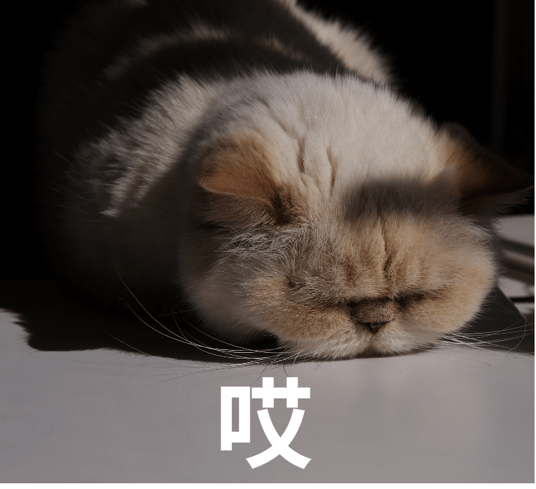 Chuck_26's tweet photo. [This morning I accidentally brought my cat to the university lecture in my backpack—she peeked out mid-prof’s econ theory rant and the whole row erupted in cheers. Turns out supply and demand for classroom comfort is way simpler when fur is involved ] https://t.co/fCrYT2gXxL