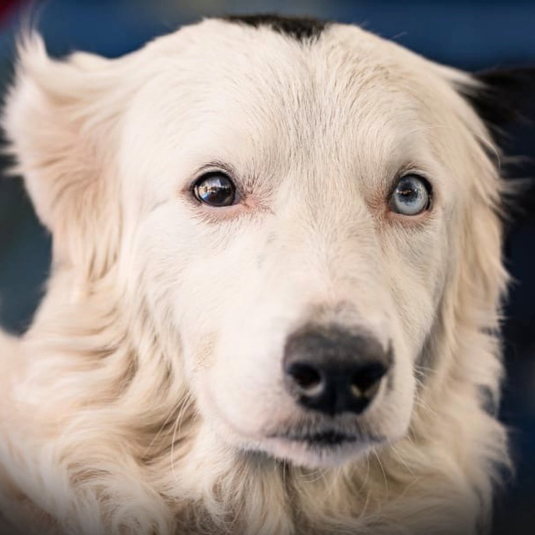 pubity's tweet photo. Rescue dog Tsunami went from an abandoned puppy in the streets of Caracas to a national hero.

He saved at least 13 lives after Venezuela's earthquakes. https://t.co/lhkiZM4uWH