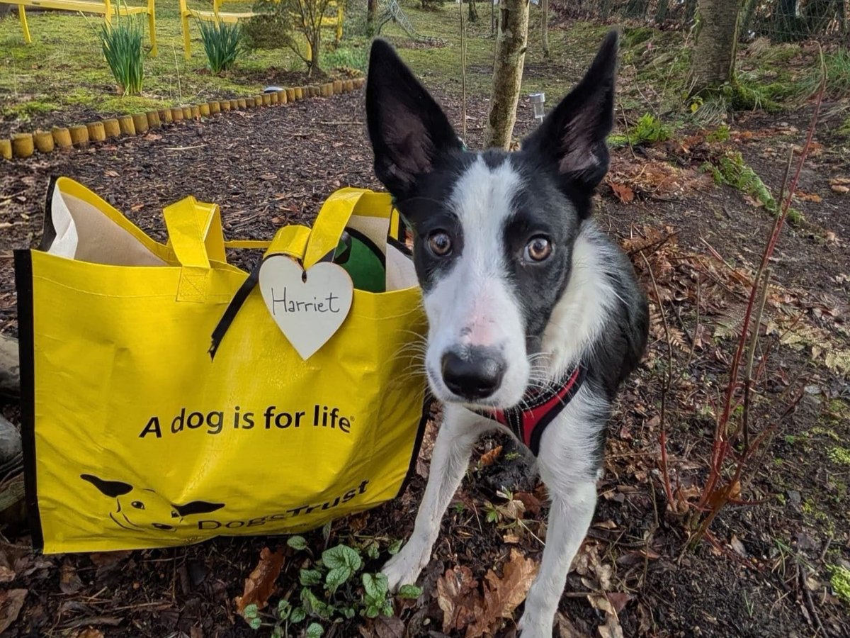 DT_WestCalder's tweet photo. Harriet was up next to pack her Big Yellow Bag as she has found her forever home! Good Luck Harriet 💖

#AdoptDontShop #ADogIsForLife #BigYellowBagDay @DogsTrust https://t.co/6opgb63kYH