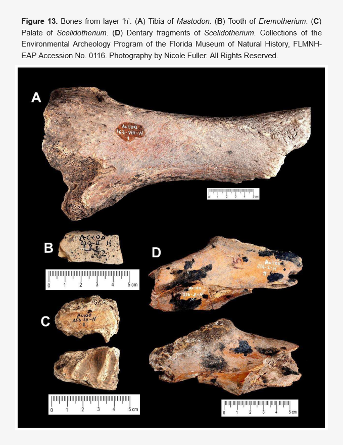 FossilsMDPI's tweet photo. 🦣 Late Pleistocene Fauna of Pikimachay Cave, Ayacucho Basin, Perú: New Insights from Fossil Remains
👥 Juan Yataco et al.
🔗 Read at: https://t.co/RmxsLOlvgF
#FossilStudies #LatePleistocene #EarlyHolocene #Megafauna #Taphonomy #HistoricalCollections https://t.co/gx0H2aLdLj