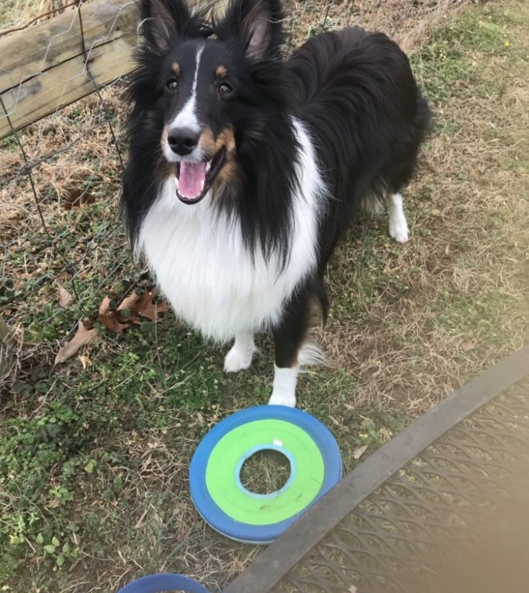 GoRVing's tweet photo. Meet Swiffer Dustin, our fluffy Pet of the Week! 🐾✨ At 5, he loves frisbees, beach waves, and tasty treats. Nominate your RV-loving pet via DM! 📩🌊🐶 
#GoRVing #PetOfTheWeek #RVLife #CampingWithPets #DogsOfTwitter #AdventureDog #TravelWithPets #RVDogs https://t.co/4wv8qM0S8s