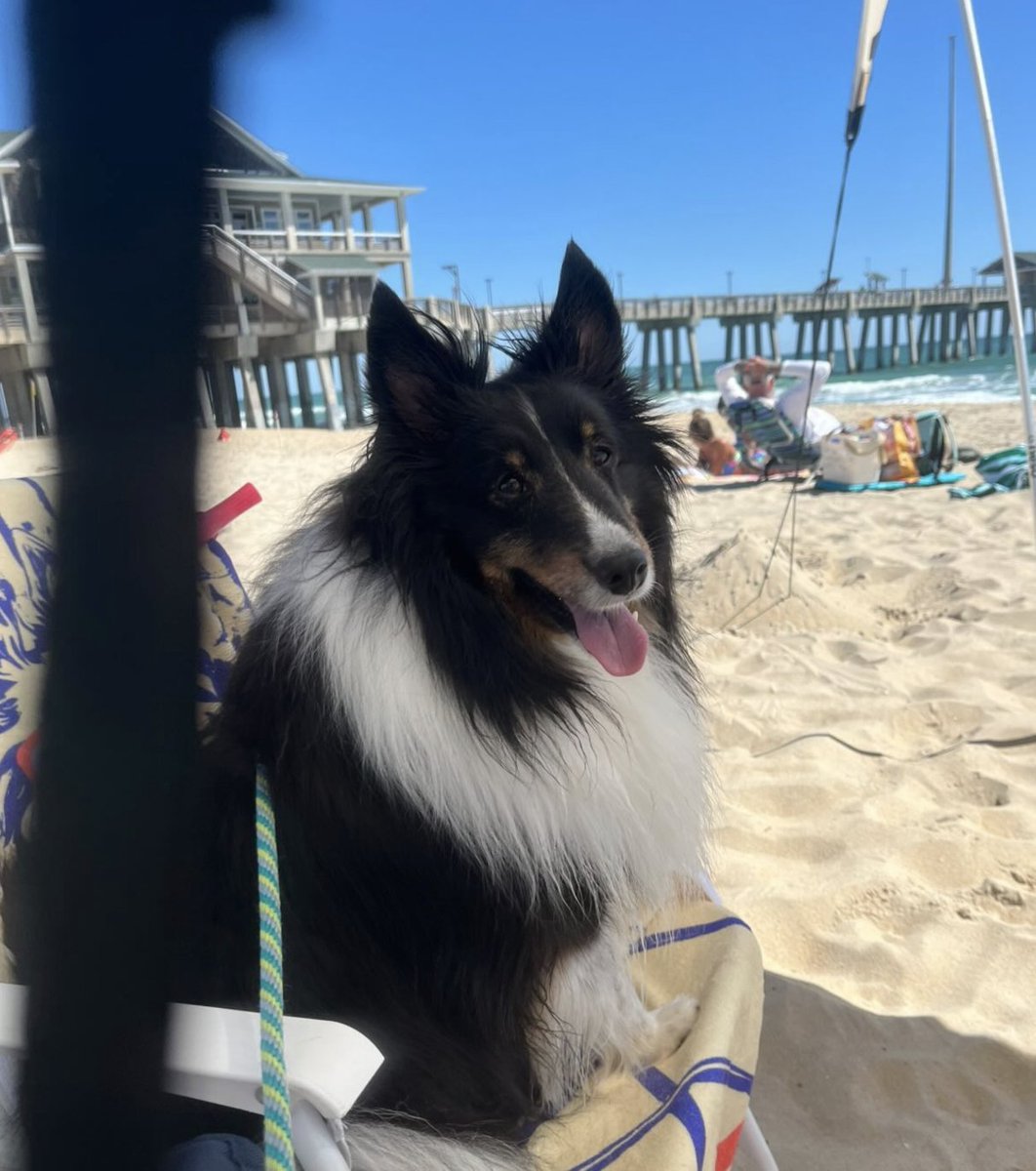 GoRVing's tweet photo. Meet Swiffer Dustin, our fluffy Pet of the Week! 🐾✨ At 5, he loves frisbees, beach waves, and tasty treats. Nominate your RV-loving pet via DM! 📩🌊🐶 
#GoRVing #PetOfTheWeek #RVLife #CampingWithPets #DogsOfTwitter #AdventureDog #TravelWithPets #RVDogs https://t.co/4wv8qM0S8s