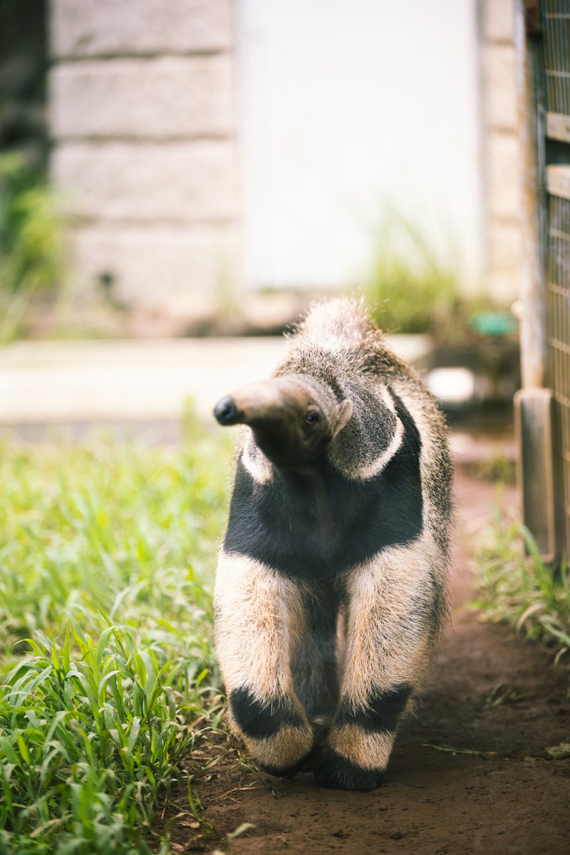 121Revolution's tweet photo. お散歩
#Rephotograph
#日本平動物園 https://t.co/KBugLGkKKO