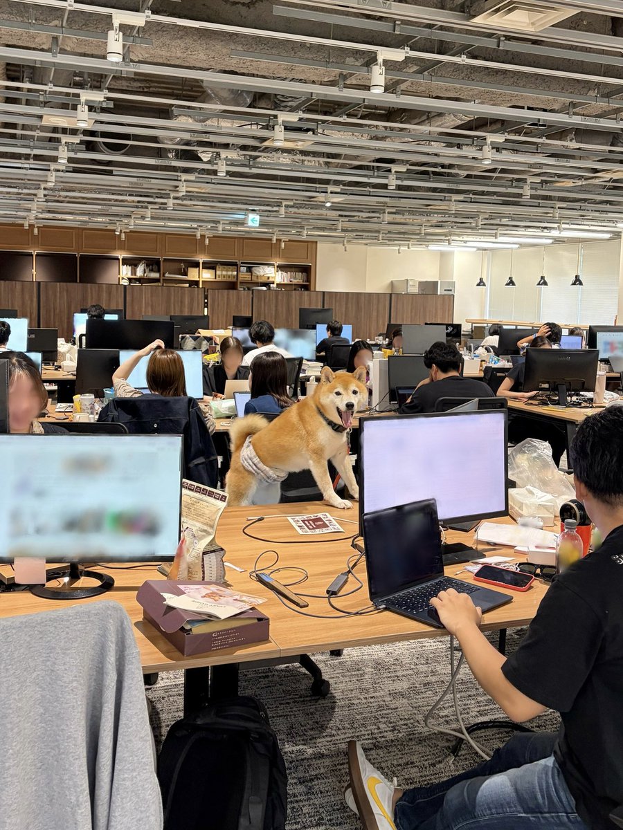 CoCoGourmet_dog's tweet photo. はたらく人間たちを見守るお仕事 https://t.co/CZNwGYp1dF