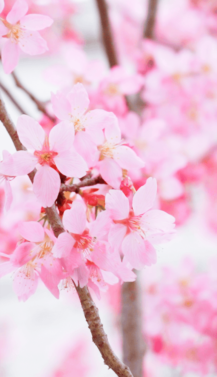 Finalnox's tweet photo. Caught myself smiling for no reason while walking under the cherry blossoms today https://t.co/gS87VcZeoD