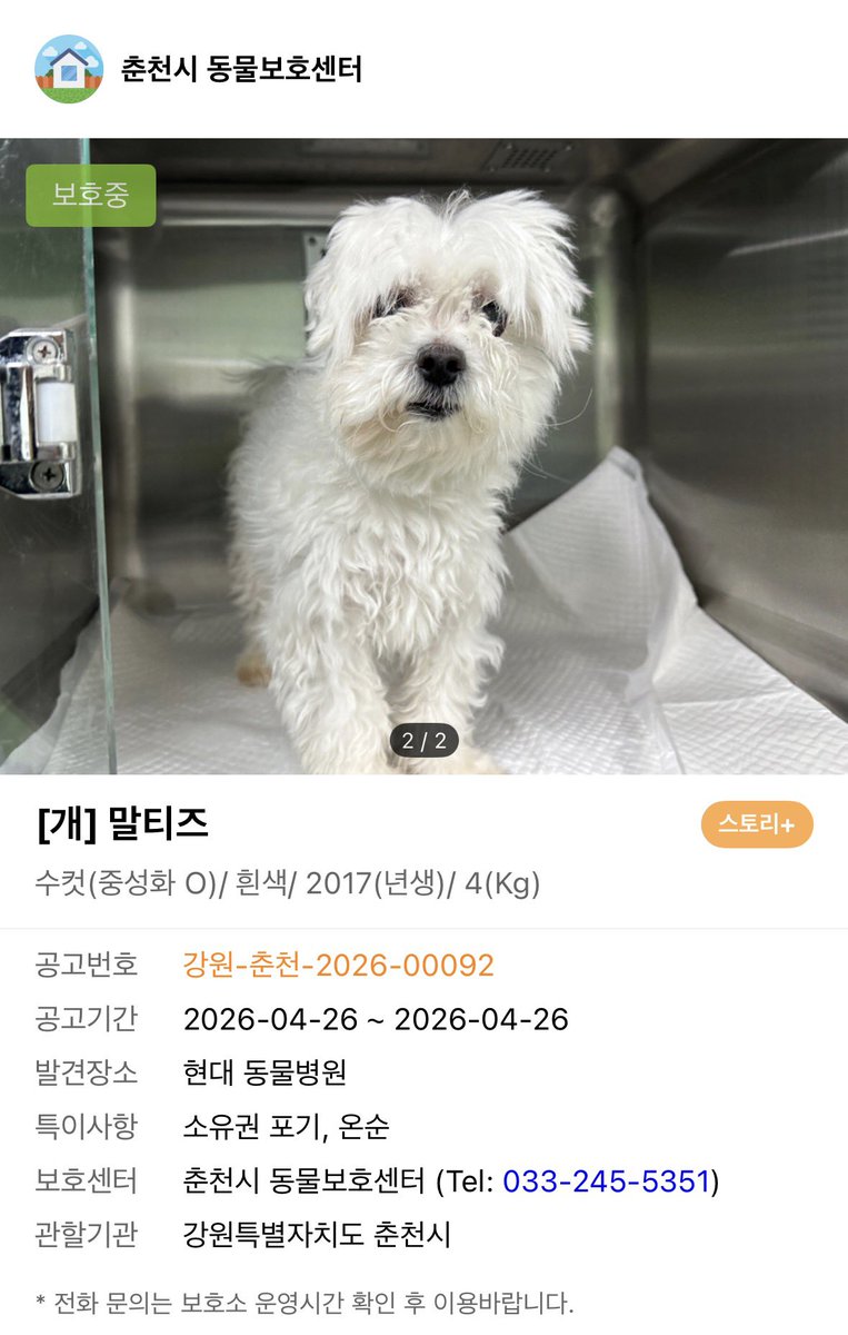 오늘의 강아지 추천 tweet media