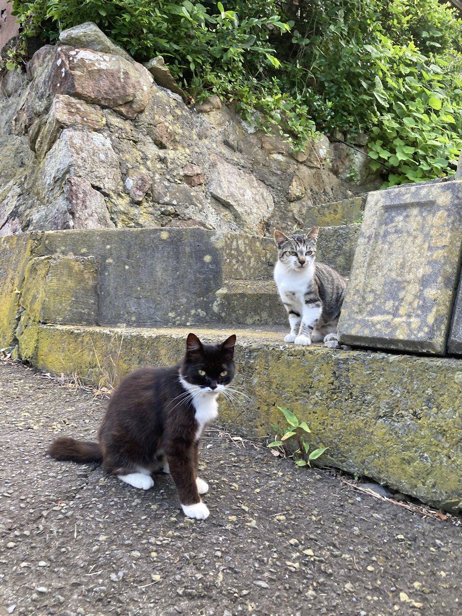 kuronekotashiro's tweet photo. 更にこちらもどうぞ😸
カイ
ドラ
こふくとドラ
ガンちゃんとサビモフ

カイ、ドラ、ガンちゃんは3兄妹です😸

#猫島 #tashirojima #catisland #cats #田代島クロネコ堂 #CatsOfX #CatsOnX #cat https://t.co/xRlYljTaWU