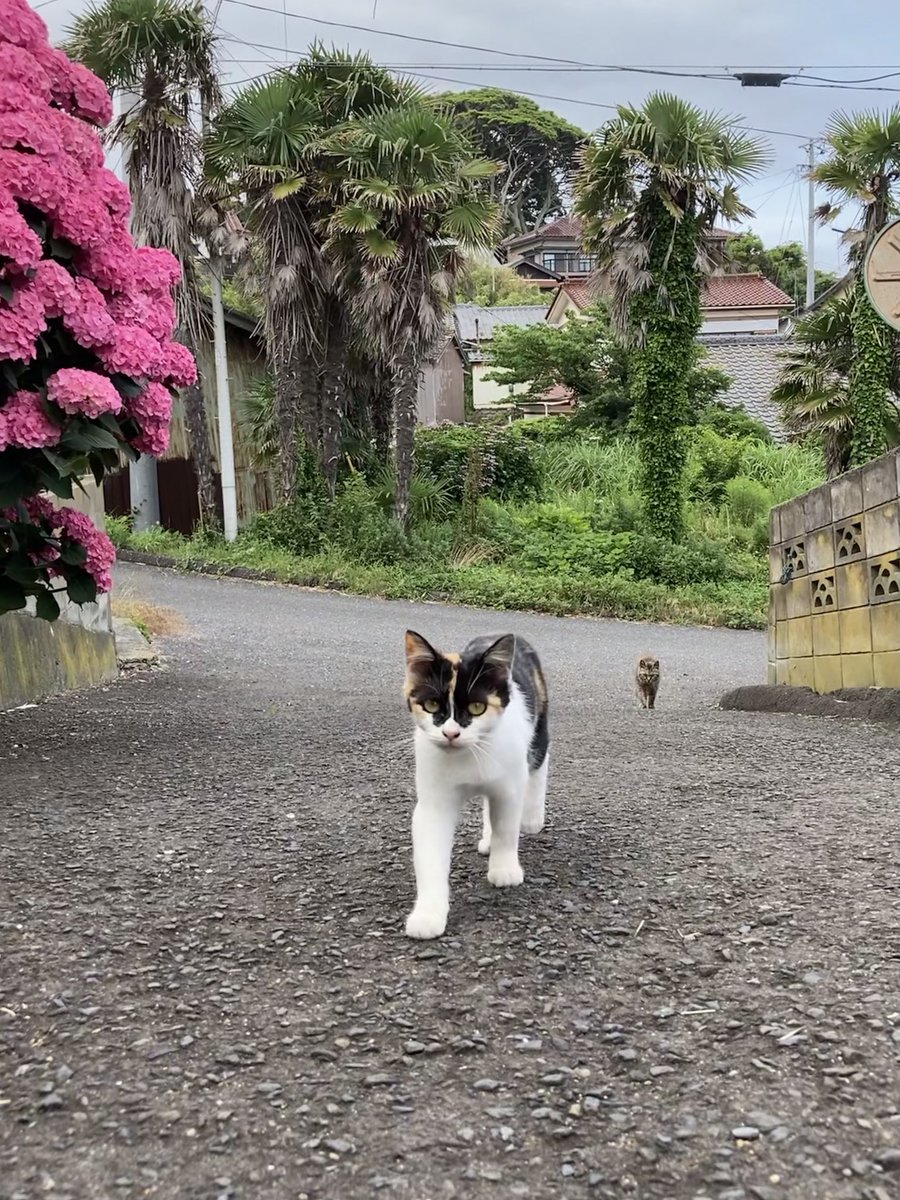 kuronekotashiro's tweet photo. 更にこちらもどうぞ😸
カイ
ドラ
こふくとドラ
ガンちゃんとサビモフ

カイ、ドラ、ガンちゃんは3兄妹です😸

#猫島 #tashirojima #catisland #cats #田代島クロネコ堂 #CatsOfX #CatsOnX #cat https://t.co/xRlYljTaWU