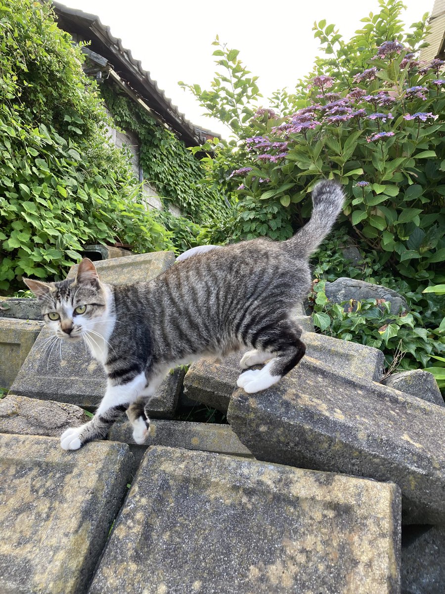kuronekotashiro's tweet photo. 更にこちらもどうぞ😸
カイ
ドラ
こふくとドラ
ガンちゃんとサビモフ

カイ、ドラ、ガンちゃんは3兄妹です😸

#猫島 #tashirojima #catisland #cats #田代島クロネコ堂 #CatsOfX #CatsOnX #cat https://t.co/xRlYljTaWU