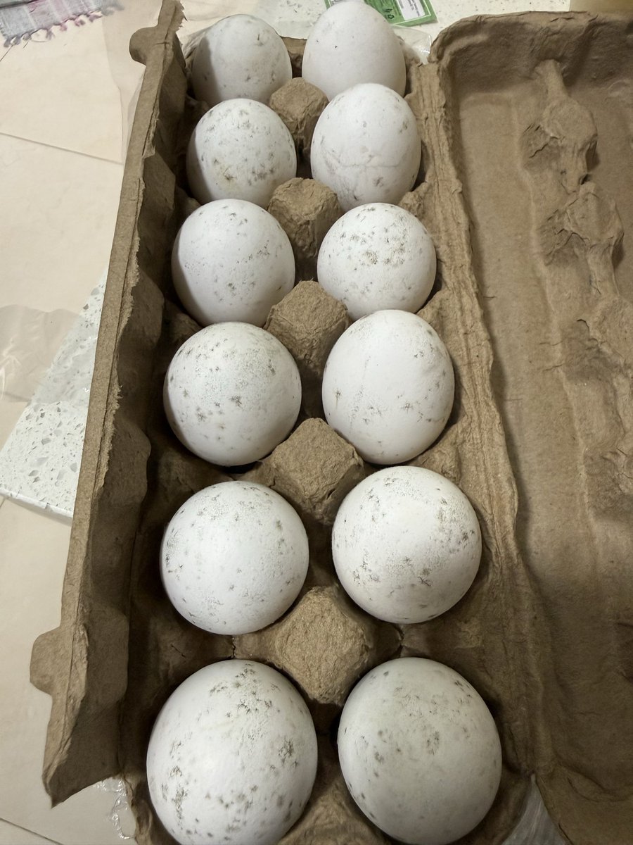 deepakram26's tweet photo. Ordered eggs on Zepto app and received these. 
Tried reaching out to Zepto customer care immediately . Pathetic response from them stating “seller’s internal verification confirms it was in good condition”

#Zeptofails @ZeptoNow @zeptocares https://t.co/fo2BdVBmc2