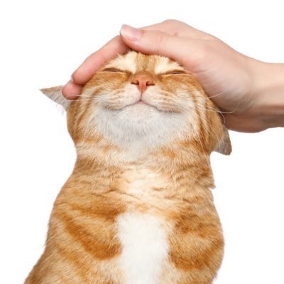 odeng0909's tweet photo. 윳냥이 이렇게 쓰다듬고싶음 https://t.co/W6fBqBDkvL