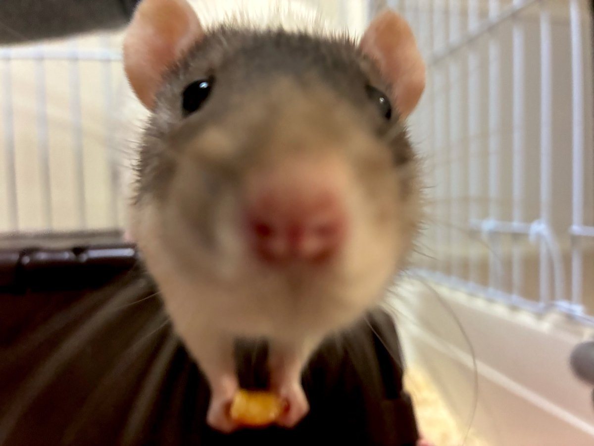 🐀🍒🐀🍒🐀🍒🐀🍒🐀🍒 初めてのさくらんぼはあまり好き ぢゃなかった