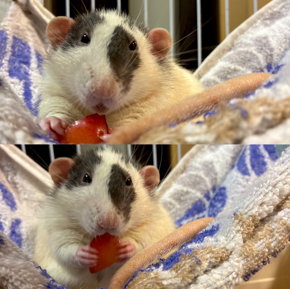 ★蛇雄　「さくらんぼ日記」★ 🐀🍒🐀🍒🐀🍒🐀🍒🐀🍒 初めてのさくらんぼはあまり好き ぢゃなかった
