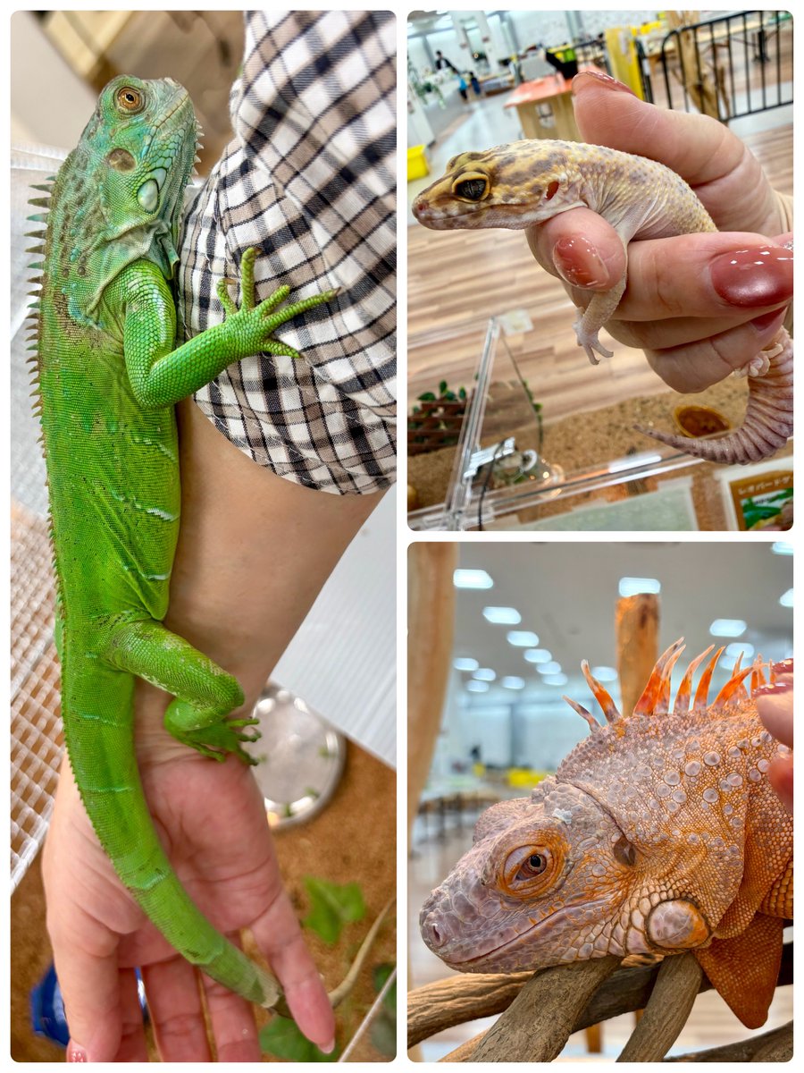 mikatan0126's tweet photo. １週間の疲れを癒しに、久しぶりにこちらへ道草🌱

カメレオン🌈のｷﾞｭｯと腕を掴んで登ってくる可愛さも、イグアナ🦎の恐竜のようなどっしりとした格好よさもどっちも魅力的で甲乙つけがたい！

フクロウ🦉の極上なモフモフ感とまん丸でミステリアスな目もたまんないなぁ！💘 https://t.co/VCY4yMdgu2