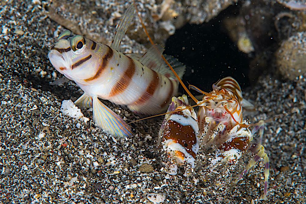 blackturtledive's tweet photo. Yellow Watchman Goby & the Pistol Shrimp are possibly one of the most dazzling duets on Koh Tao and over the years they have formed a formidable relationship for survival and reproduction. https://t.co/sib3qJdLaK #kohtao #shrimp #goby #thailand https://t.co/vioBDfpktb