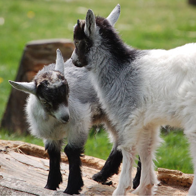 AMAZlNGNATURE's tweet photo. Pygmy goats never outgrow their tiny size

Even as adults, they remain small, compact, and much shorter than most other goat breeds https://t.co/0rmKueeNzF