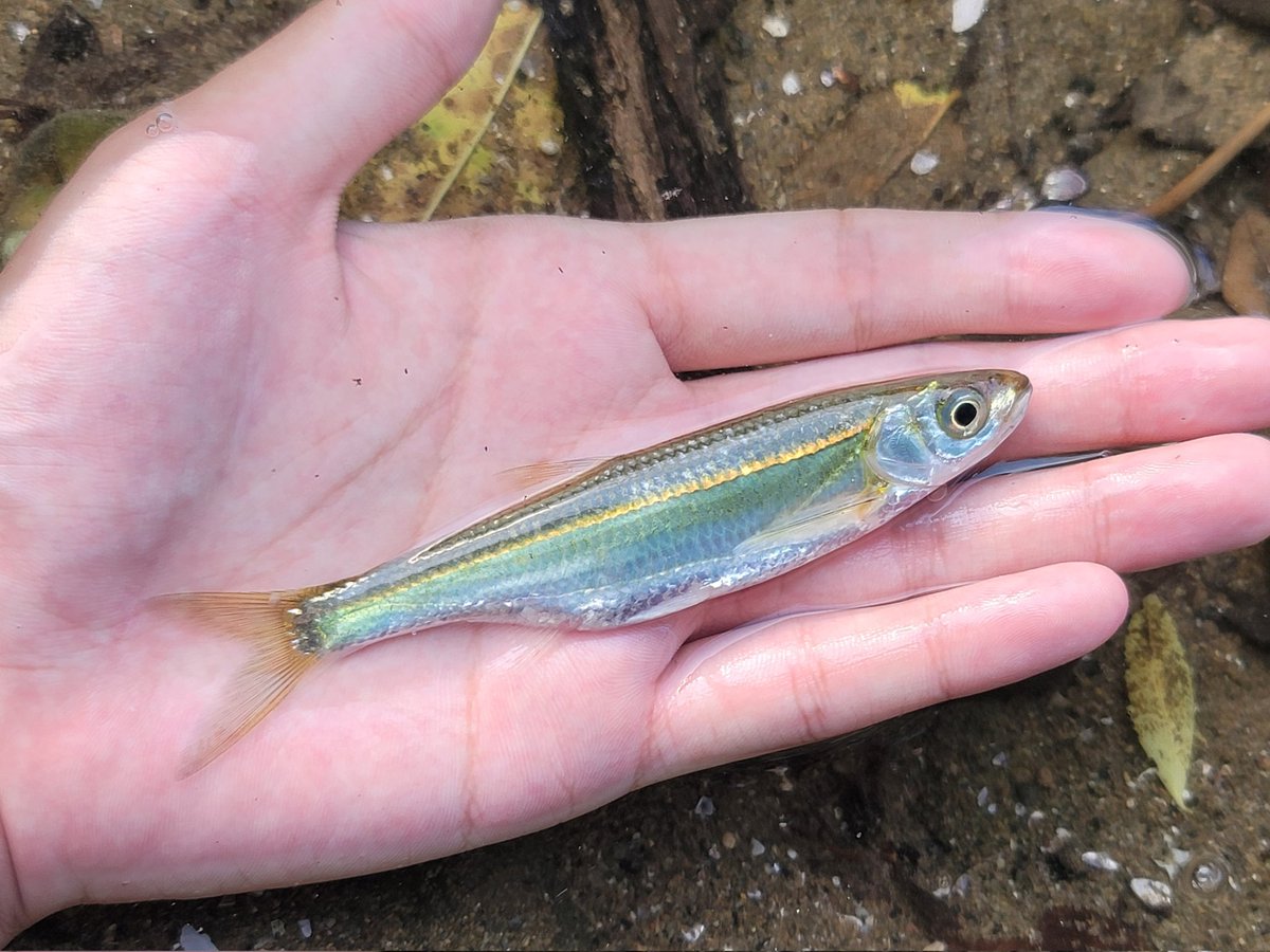 channa_nox's tweet photo. 四川半䱗 Hemiculterella sauvagei. https://t.co/vnjr8Y3F2X