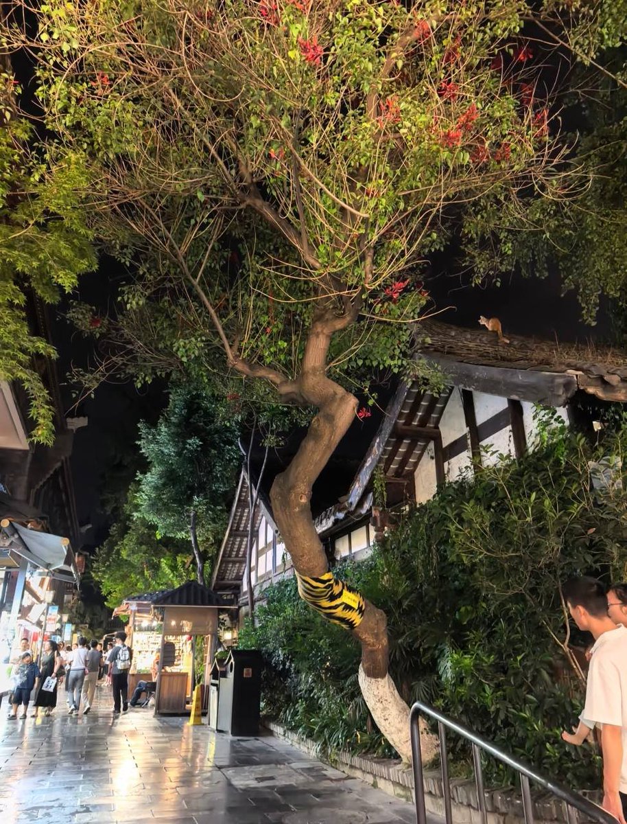 AnOldFriend_'s tweet photo. 刚到宽窄巷子，有没有也在这附近的朋友出来一起逛逛呢？ https://t.co/9fe9LmBGSL