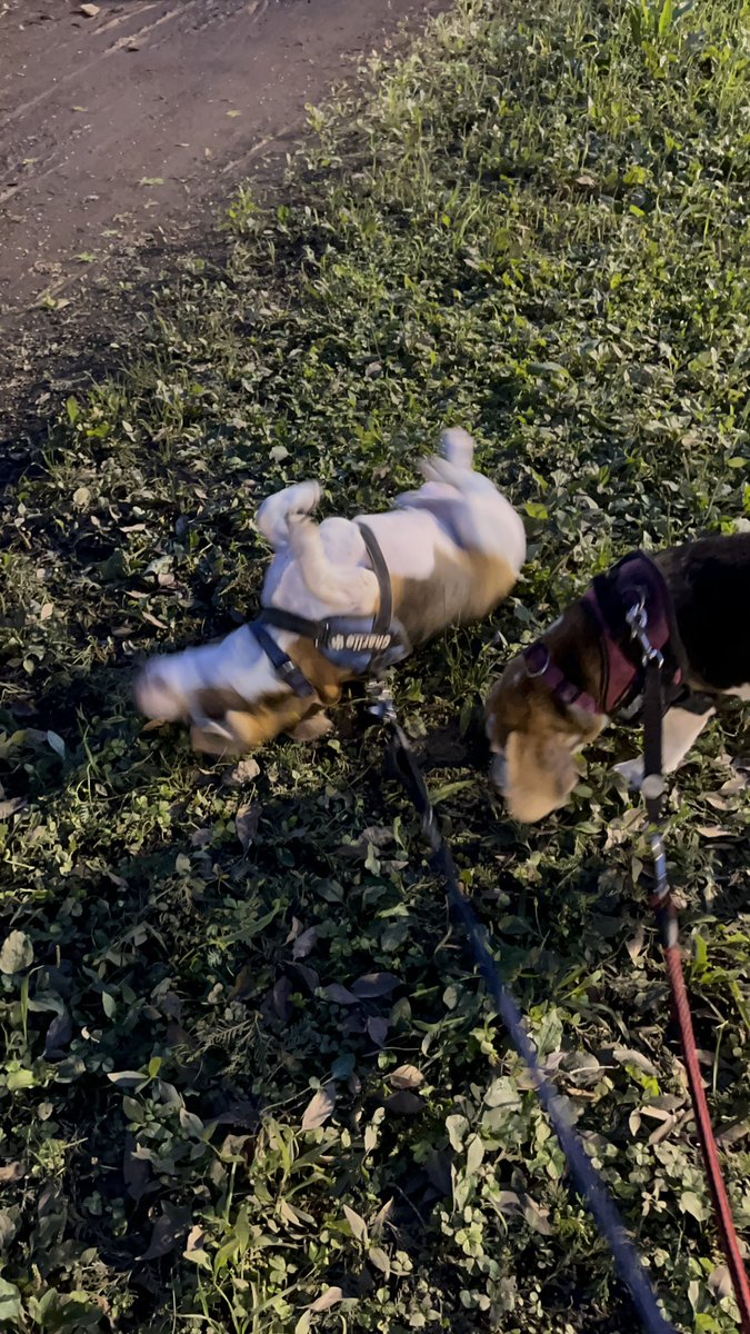 revival_basser's tweet photo. 雨上がりでズリズリするのはやめてもらえんかのう #beagle https://t.co/pUigo44PCX