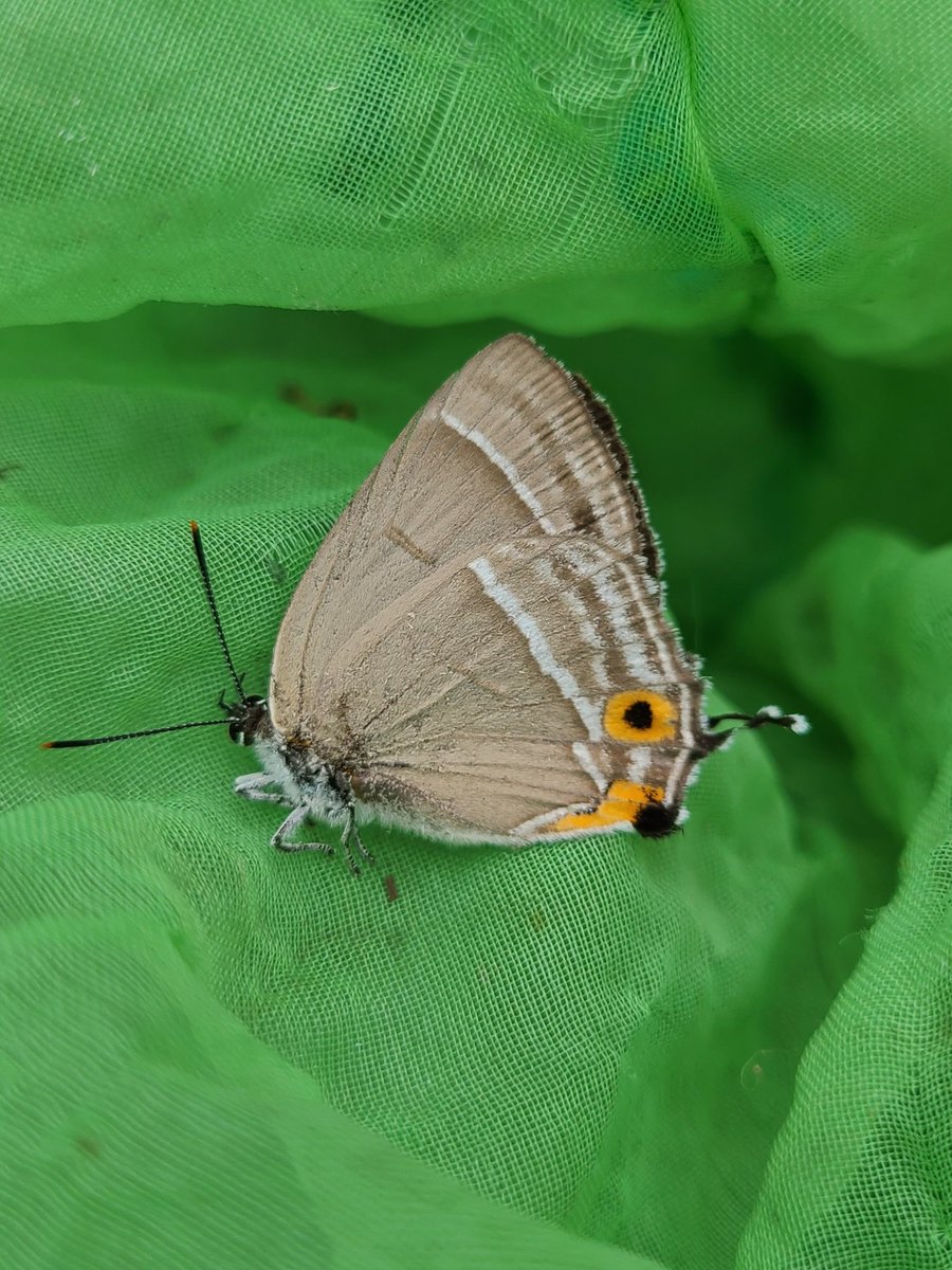 K_insectlover's tweet photo. 今日は授業が午前中だけだった&amp;明日が雨予報なのでゼフ採集をしに行きましたが、バスの時間もあって1時間弱しかできませんでした。

カシワの木からハヤシ♂が2頭採れた他、クリの木からはたぶんオオミドリ♀が1頭採れました！

#ハヤシミドリシジミ
#オオミドリシジミ https://t.co/JjVR5pbaeE