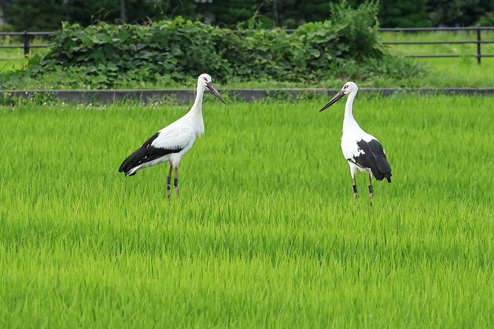 sabusabux's tweet photo. コウノトリ飛来　2026.07.02.
　安曇野． https://t.co/82VScVqh8G