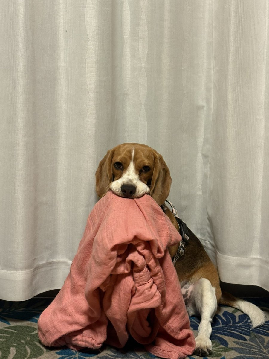 ふてぶてしい犬 tweet media
