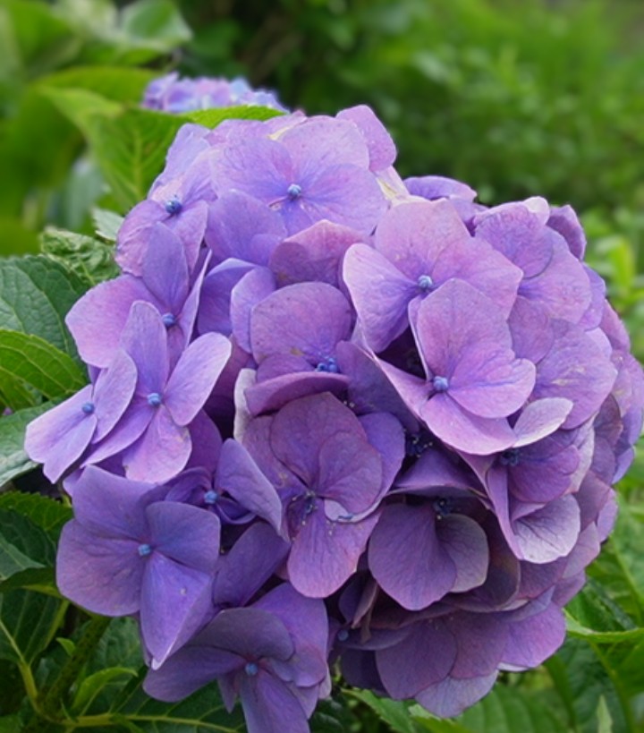 Flowercat24's tweet photo. ｵﾊﾖｳ(◍•ᴗ•◍)ｺﾞｻﾞｲﾏｽ➰😀☁️🎶

昨日の紫陽花͛💠🌿

今日は仕事
お仕事の方は一緒に頑張りましょうね(*•̀ㅂ•́)و"
お休みの方は楽しい土曜日をお過ごしください🥰

皆さま今日もご安全に🍀 https://t.co/l08n0As1jx
