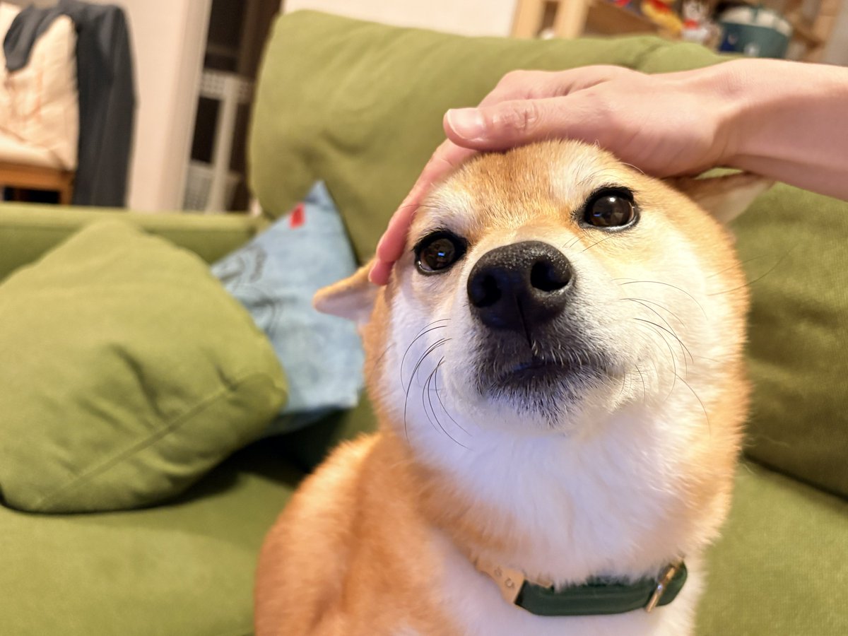 128Asahi's tweet photo. お耳ないない

#柴犬 #しばいぬ #犬のいる暮らし #柴犬のいる暮らし #柴犬ライフ #shibainu https://t.co/cuxmA8iO0F