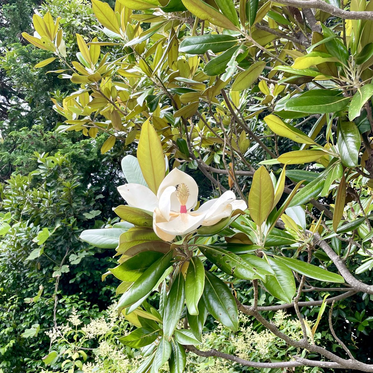 EYKpapa's tweet photo. これもおそらく今季最後
タイサンボクの花です
いつも高いところで上向きに咲くので
中まで写せたのは珍しかったですよ
#メイトム宗像
#宗像ユリックス https://t.co/4IPB3WeTPe