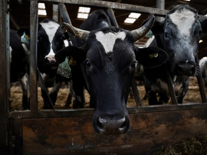 Close-up of a black and white cow with horns looking directly at the camera inside a barn.