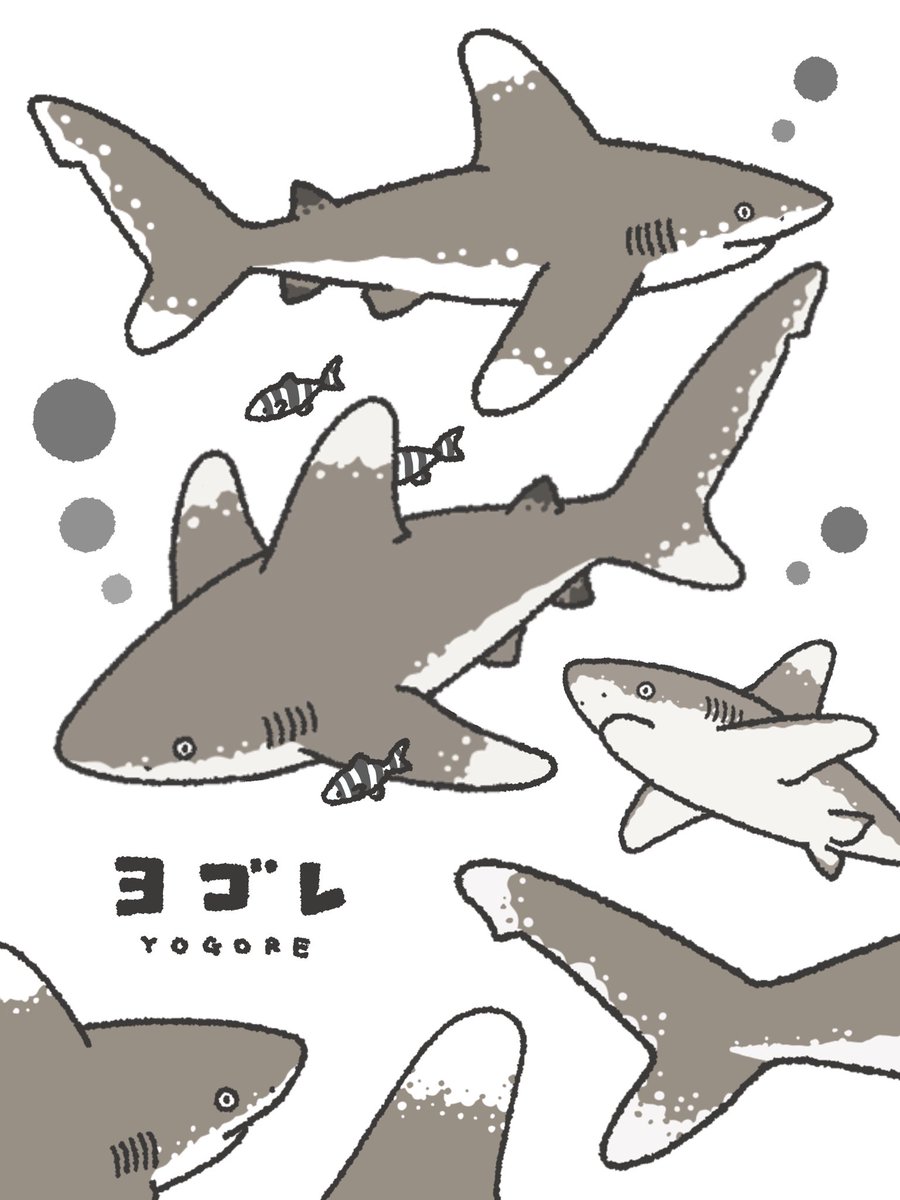 僕の推しザメは『ヨゴレ』です🦈 汚れているような模様が特徴のサメで