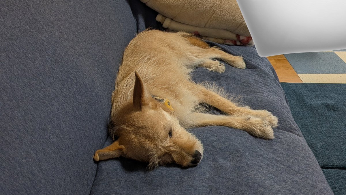 犬ちゃん (@dogchan1010) / Posts / X