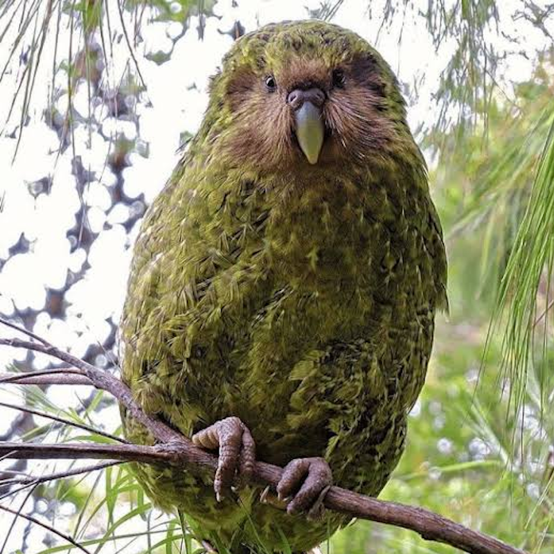 AMAZlNGNATURE's tweet photo. The kākāpō is the world's heaviest flightless parrot

Too heavy to fly, it spends its life walking through New Zealand's forests https://t.co/FK7OQ2HkKE
