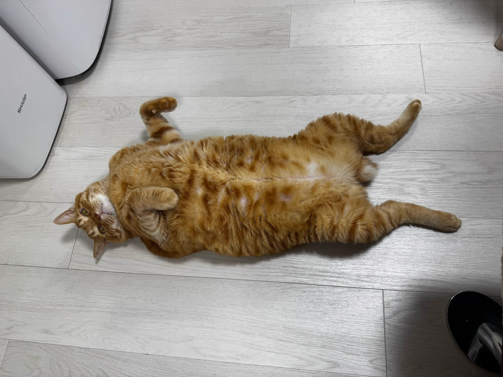 とらまるくん🐈 on X: 