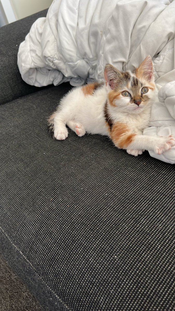 cyber_elite1980's tweet photo. 4 jaar geleden weer 🥰 toen waren deze dames 10 weekjes jong 🙂🙃
#lovecats
#lovepets https://t.co/0Nsh6QVSxo