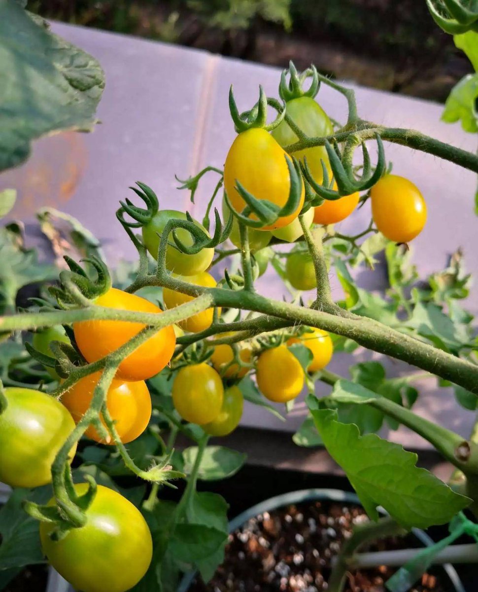 shellisullivan's tweet photo. Just tried the new organic cherry tomatoes! Bursting with sweet, juicy flavor, zero weird aftertaste—perfect for salads or snacking. 10/10 would repurchase! https://t.co/98DUdLeUvS